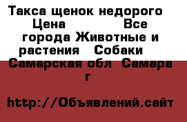 Такса щенок недорого › Цена ­ 15 000 - Все города Животные и растения » Собаки   . Самарская обл.,Самара г.